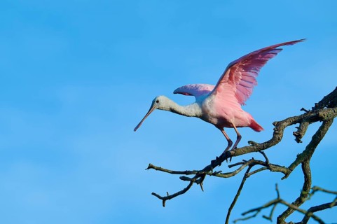 A bird with pink wings prepares for take-off, sitting on a branch, Roseate Spoonbill (Ajaja ajaja),