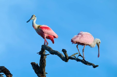 Two roseate spoonbills with pink plumage standing on a branch in front of a clear sky, roseate