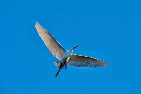 A heron in flight showing its spread, shimmering wings, Great Egret (Ardea alba), spring, St.