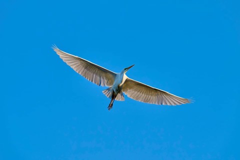 The egret elegantly soars across the sky with broad wings, Great Egret (Ardea alba), spring, St.
