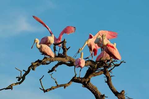 Several roseate spoonbills with pink plumage sitting and flying around gnarled branches, roseate
