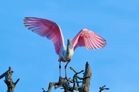 A bird with pink wings stands on a branch, blue sky in the background, roseate spoonbill (Ajaja
