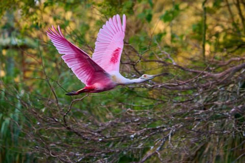 A roseate spoonbill with pink plumage flies through a wooded area, roseate spoonbill (Ajaja ajaja),
