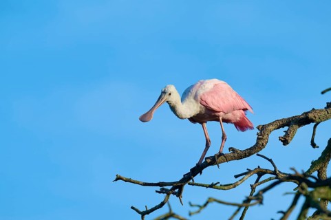 A roseate spoonbill with pink plumage balancing on a branch against the sky, roseate spoonbill