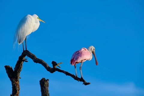 Two birds on a branch against a blue sky. A white and a pink bird side by side, Great White Egret