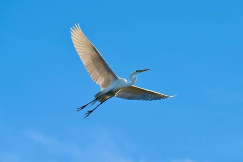 A heron flies majestically along the bright blue sky, Great Egret (Ardea alba), spring, St.