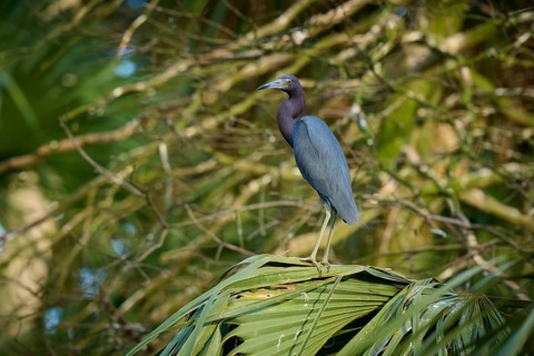 A heron perched on a palm branch in a green, wooded environment, Great Blue Heron (Egretta