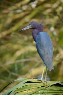 A heron stands on a palm leaf surrounded by a natural, calm background, Great Blue Heron (Egretta