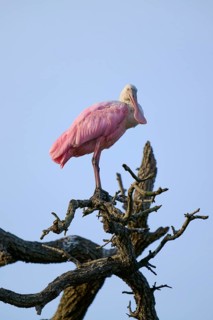 Bird with pink feathers standing on a branch under a clear sky, Roseate Spoonbill (Ajaja ajaja),
