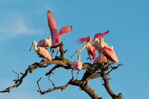 Several roseate spoonbills with pink plumage sitting on gnarled branches in front of a blue sky,