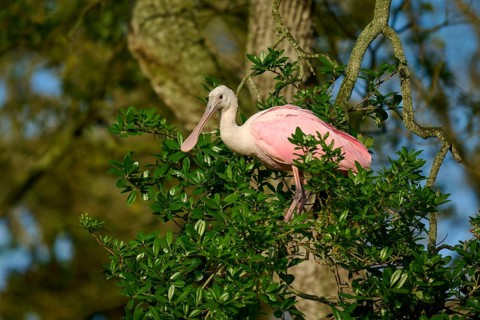 Bird in pink plumage sitting on a branch between green leaves, Roseate Spoonbill (Ajaja ajaja),