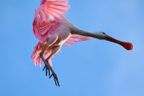 Bird in pink plumage flying in blue sky, dynamic pose, Roseate Spoonbill (Ajaja ajaja), spring, St.