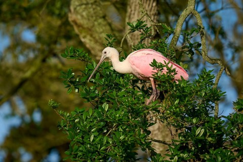 Bird with long pink feathers standing on a branch, surrounded by trees, Roseate Spoonbill (Ajaja