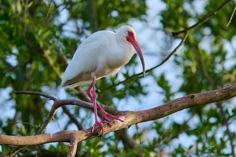 A white bird with red legs and beak sitting on a branch against a green background, White Ibis,