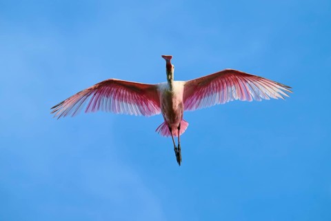 Bird with pink feathers flying high in the blue sky with spread wings, Roseate Spoonbill (Ajaja