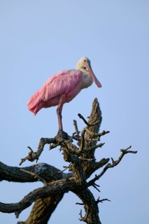Bird sitting quietly on a branch, silhouetted against the blue sky, Roseate Spoonbill (Ajaja