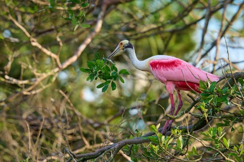 Bird with pink feathers sitting on a branch in the middle of dense trees, Roseate Spoonbill (Ajaja
