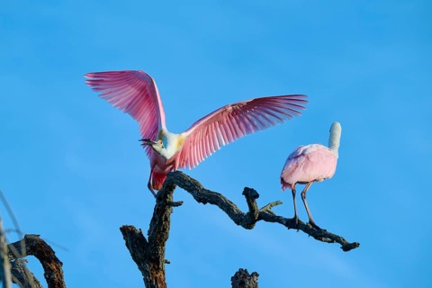 A roseate spoonbill spreads its pink wings while another one stands on a branch, roseate spoonbill