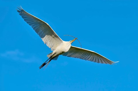 A single bird flies with a twig in its beak against a clear blue sky, Great Egret (Ardea alba),