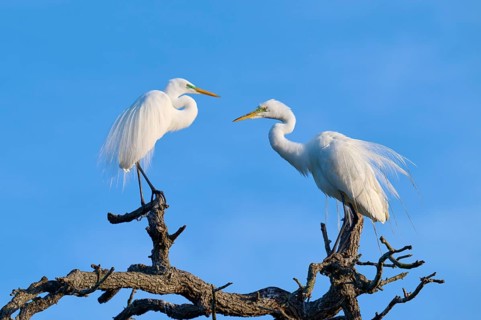 Two herons communicate on a branch, harmoniously framed in the blue sky, Great Egret (Ardea alba),
