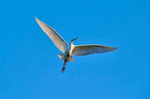 With outstretched wings, the heron glides through the air above the blue sky, Great Egret (Ardea