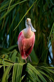 A roseate spoonbill with pink plumage sitting on palm leaves, surrounded by tropical vegetation,