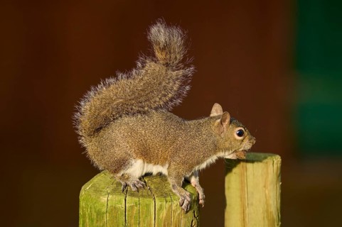 A squirrel sits on a wooden post and looks curiously into the distance, American grey squirrel