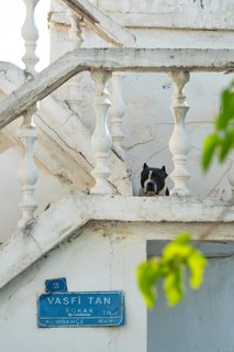Bodrum, Turkey. April 23rd 2022 Cute dog and traditional local Turkish Architecture in Bodrum Old