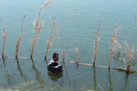 Rosetta, Egypt. June 27th 2024 An Egyptian fishermen checks his fish traps using wire baskets and