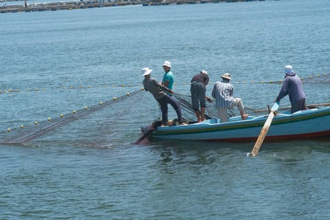 Rosetta, Egypt. June 27th 2024 Egyptian fishermen hauling their nets from the River Nile in th city