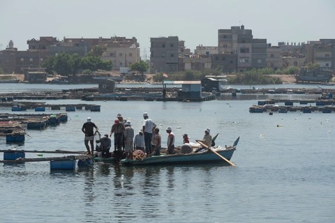 Rosetta, Egypt. June 27th 2024 Egyptian fishermen emptying nets cages in the fish farms on the