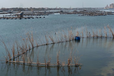 Reed fish traps a typical method of fishing near the fish farms of Rashid on the River Nile,
