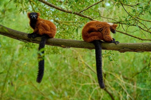 One lemur is alert, the other is resting, both on a branch in nature, Red ruffed lemur (Varecia