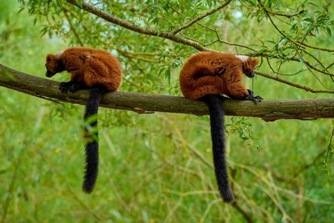 Two lemurs sitting quietly back to back on a branch in the greenery, Red ruffed lemur (Varecia