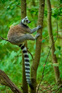 A lemur climbing a tree in a green forest, Ring-tailed Lemur (Lemur catta), France