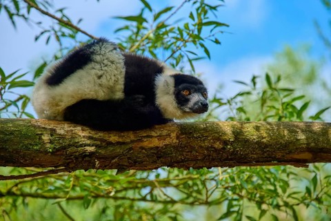 A lemur sits vigilantly on a branch, surrounded by green vegetation and blue sky, Black-and-white