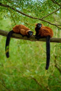 Red lemurs resting on a branch surrounded by lush greenery and branches, Red ruffed lemur (Varecia