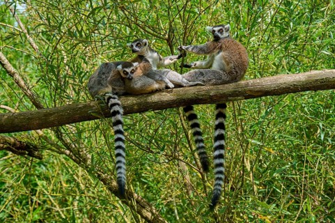 Three lemurs relaxing on a branch surrounded by green foliage, Ring-tailed Lemur (Lemur catta),