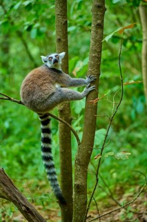A lemur looks from a tree with attentive eyes into the green jungle, Ring-tailed Lemur (Lemur