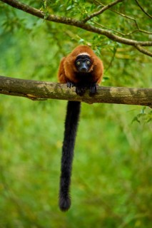 Attentive red lemur looking down from a branch surrounded by forest, Red ruffed lemur (Varecia