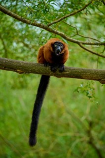 Screaming red lemur on branch in green forest, Red ruffed lemur (Varecia rubra), France