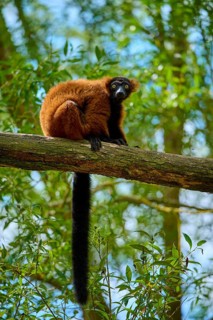 Attentive red lemur sitting on branch surrounded by forest, Red ruffed lemur (Varecia rubra),