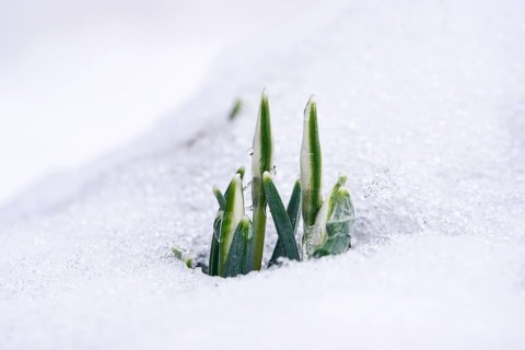 Snowdrops in snow, winter, Germany