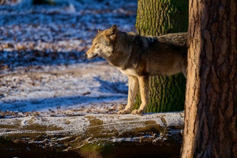 A wolf standing next to tree trunks in a cold, snowy forest, winter, wolf (Canis lupus), Germany