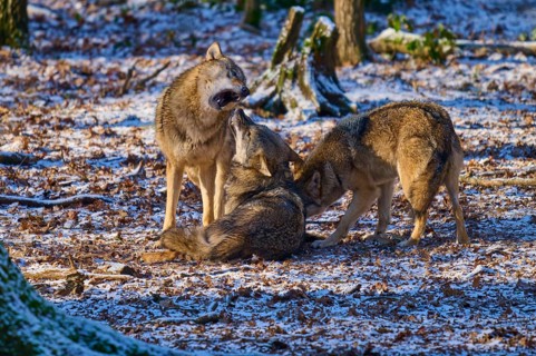 Three wolves in a snowy forest in a social interaction, winter, wolf (Canis lupus), Germany
