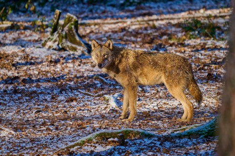 A wolf roams through the snow-covered forest in the winter sunlight, Winter, Wolf (Canis lupus),
