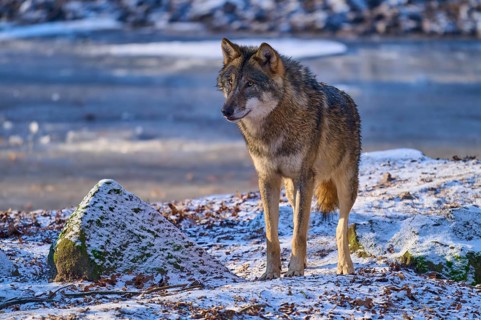 A wolf stands on a frozen surface in the snow and is alert, winter, wolf (Canis lupus), Germany