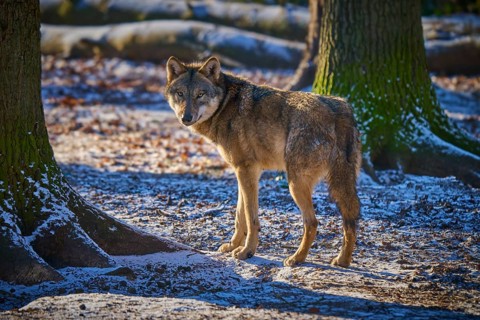 A wolf stands in the snow between trees and looks back curiously, Winter, Wolf (Canis lupus),