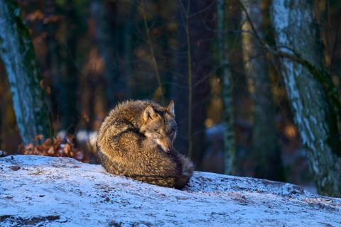 A sleeping wolf is curled up in the snow-covered forest, winter, wolf (Canis lupus), Germany