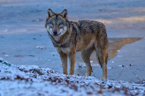 An alert wolf stands on a patch of ice, ready to move, Winter, Wolf (Canis lupus), Germany